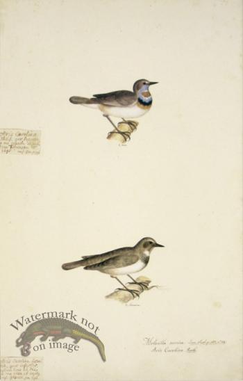 59 Swedish Birds.Motacilla Svecica, Bluethroat, M.F
